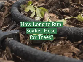 How Long to Run Soaker Hose for Trees?