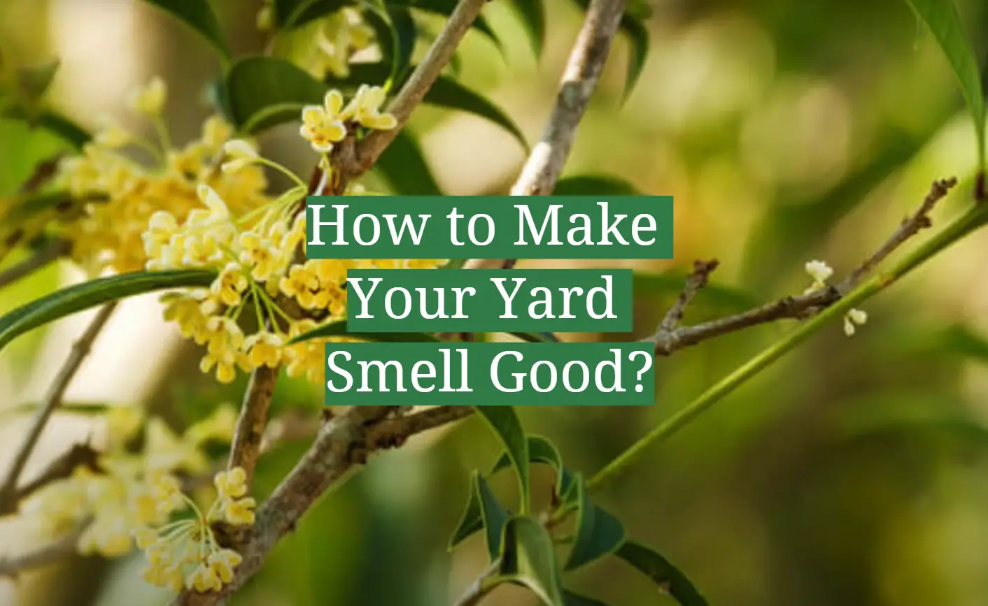 How to Make Your Yard Smell Good?