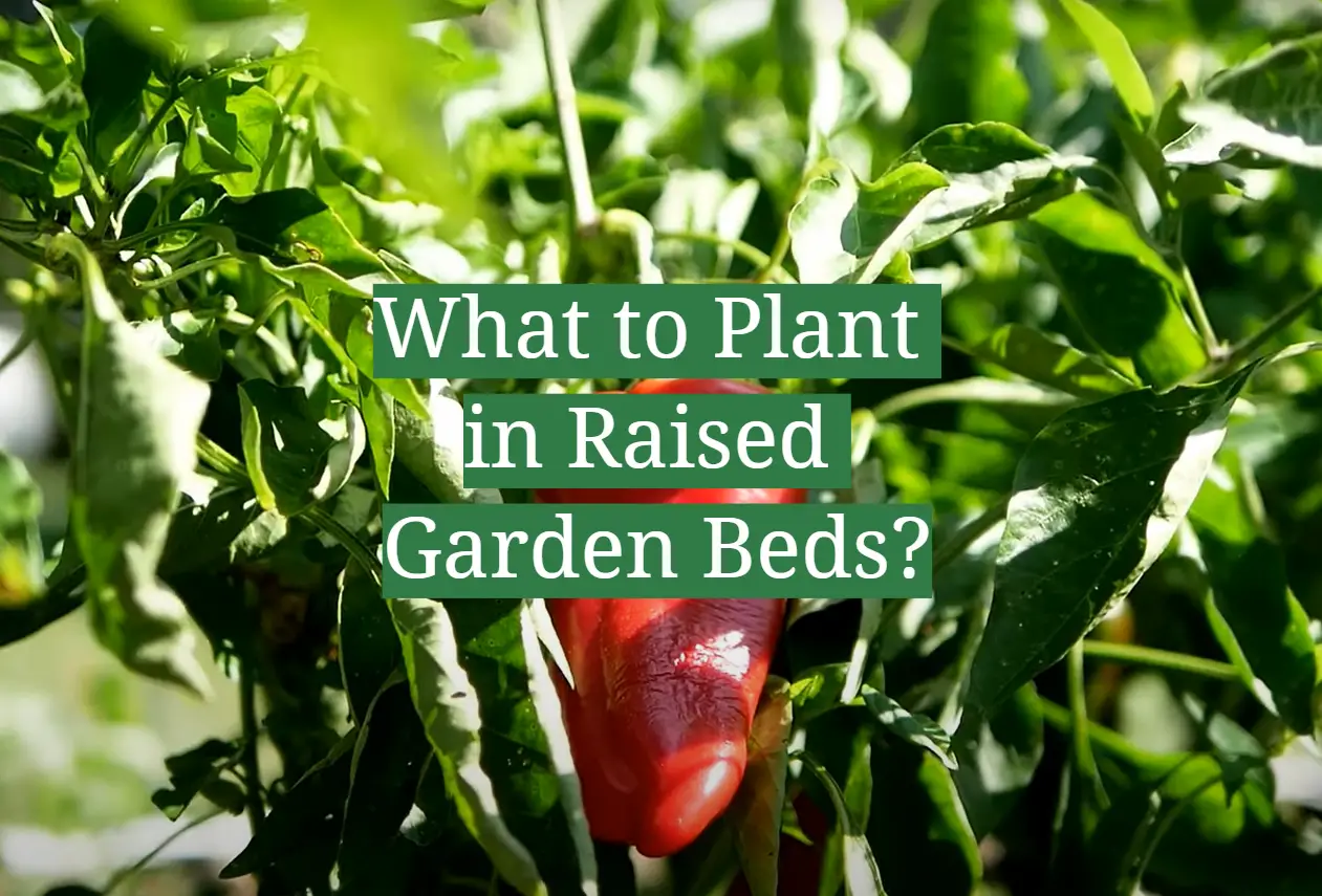 What to Plant in Raised Garden Beds?