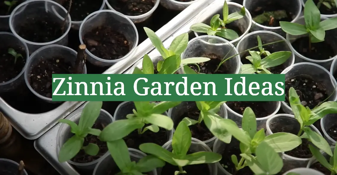 Zinnia Garden Ideas