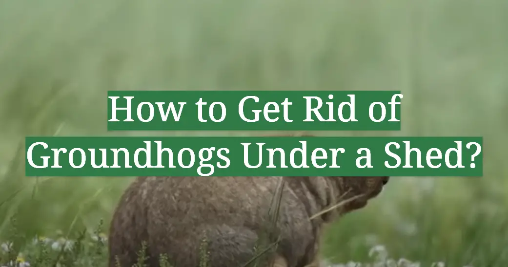 How to Get Rid of Groundhogs Under a Shed?