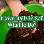 Brown Balls in Soil: What to Do?