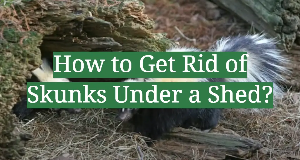 How to Get Rid of Skunks Under a Shed?