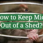 How to Keep Mice Out of a Shed?