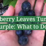 Blueberry Leaves Turning Purple: What to Do?