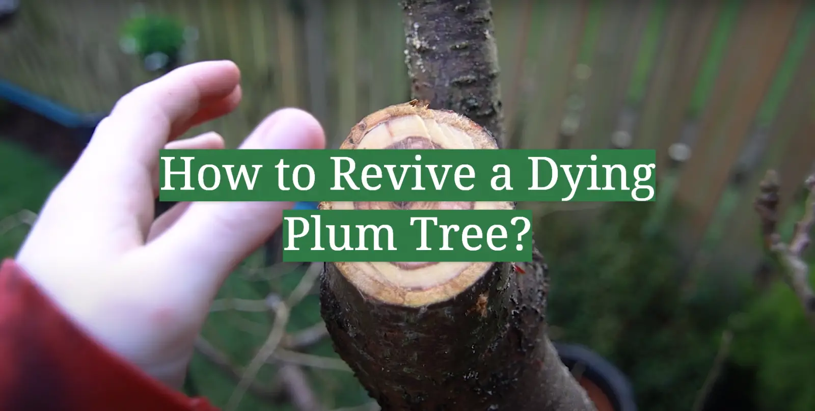 How to Revive a Dying Plum Tree?