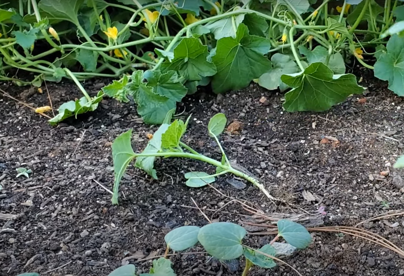 How Long Does Okra Take To Grow Gardenprofy