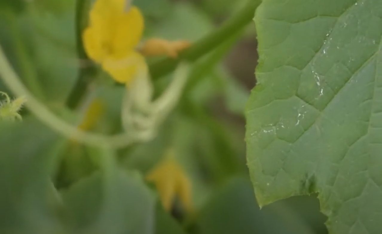 White Spots On Cucumber Leaves What To Do Gardenprofy