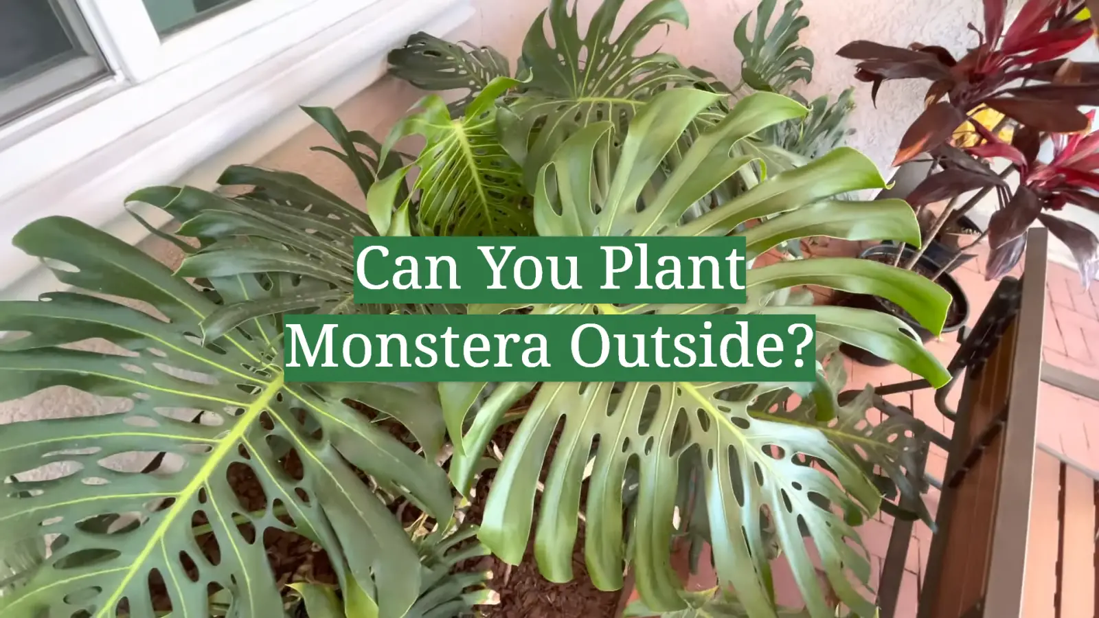 Can You Plant Monstera Outside?