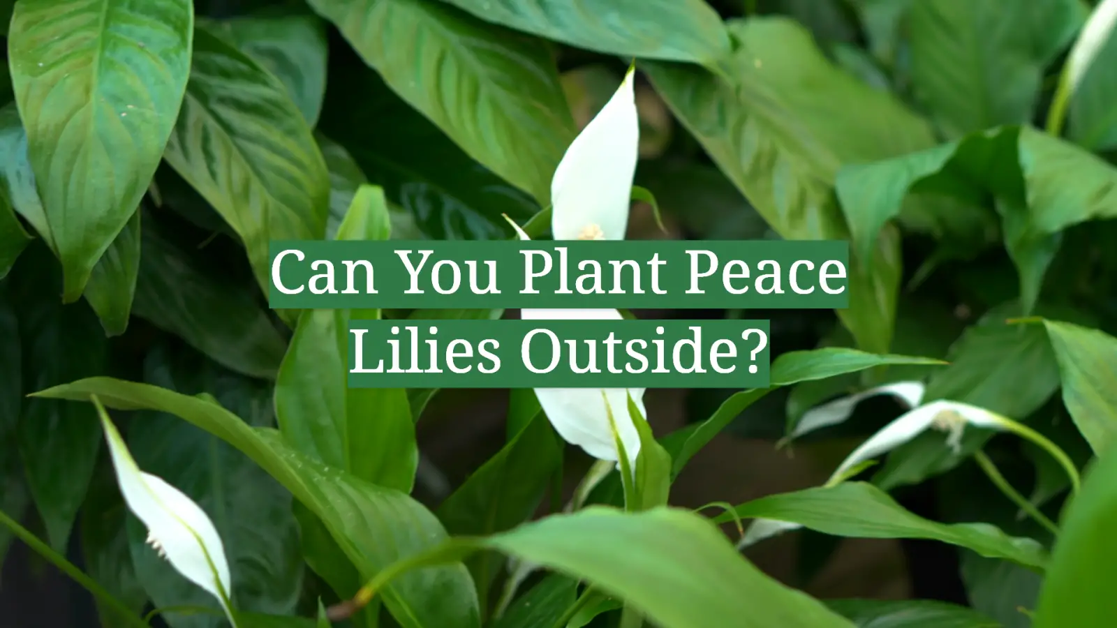 Can You Plant Peace Lilies Outside?
