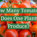 How Many Tomatoes Does One Plant Produce?