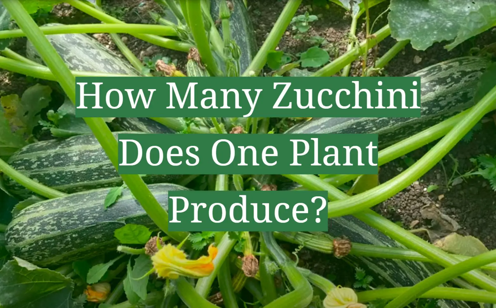 How Many Zucchini Does One Plant Produce?