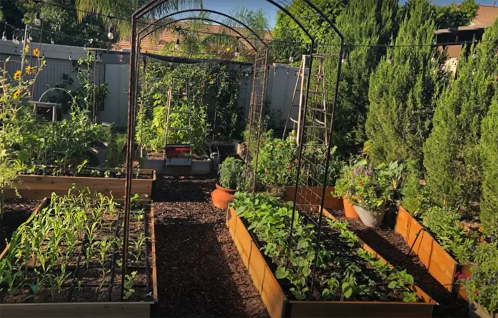 Raised Beds or Garden Rows?