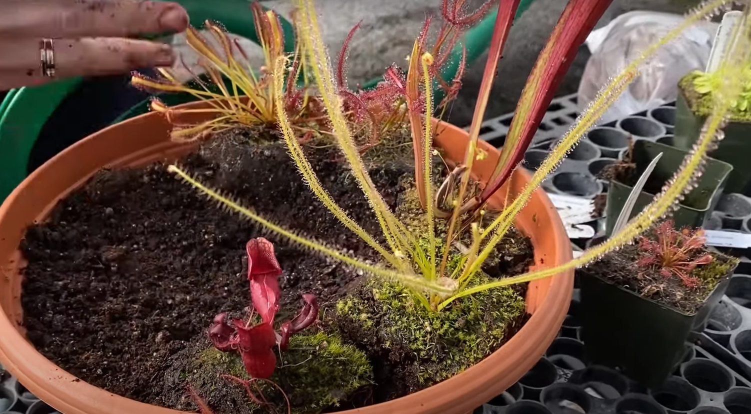 How to Make a Bog Garden for Carnivorous Plants? GardenProfy