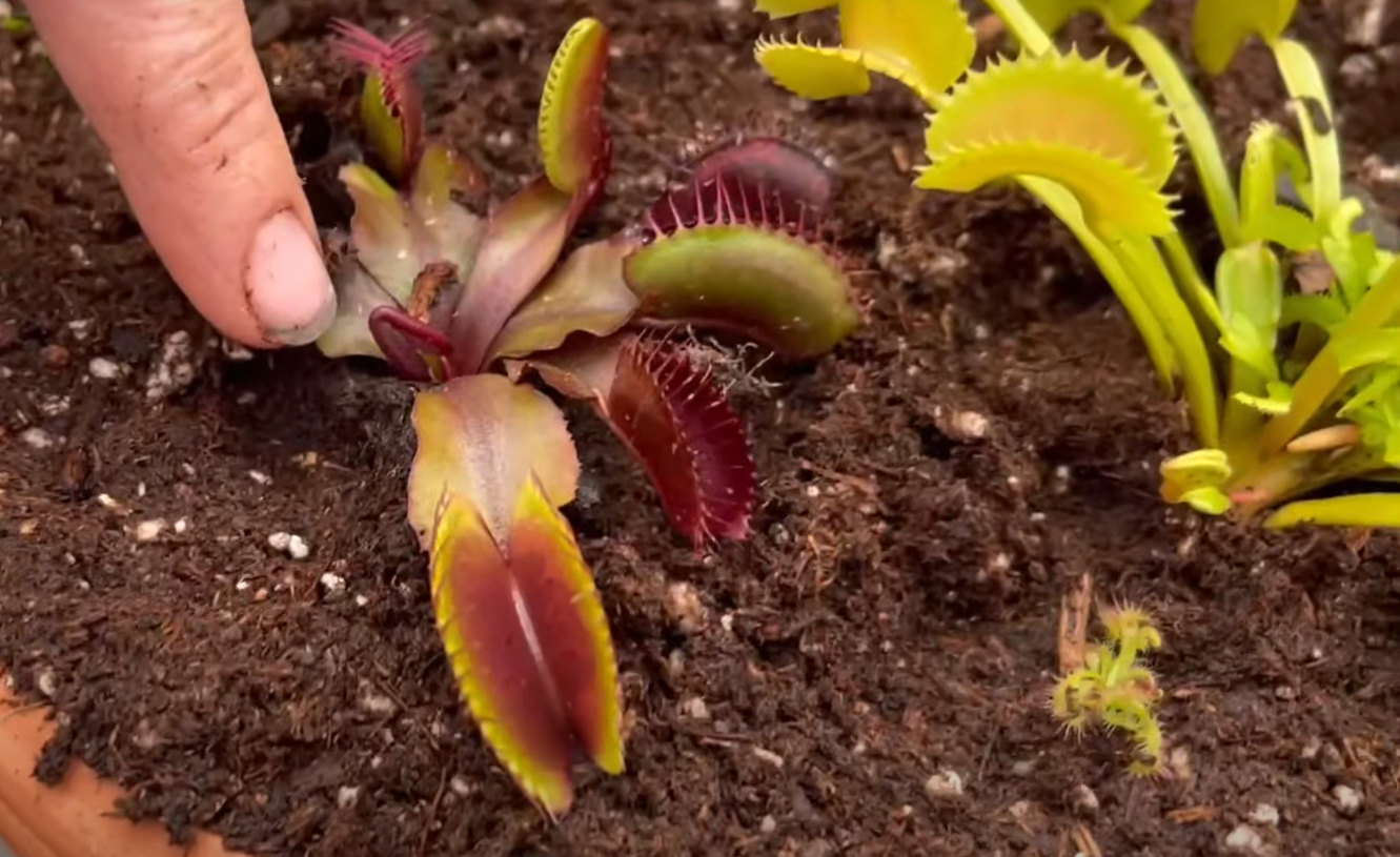 How to Make a Bog Garden for Carnivorous Plants? GardenProfy