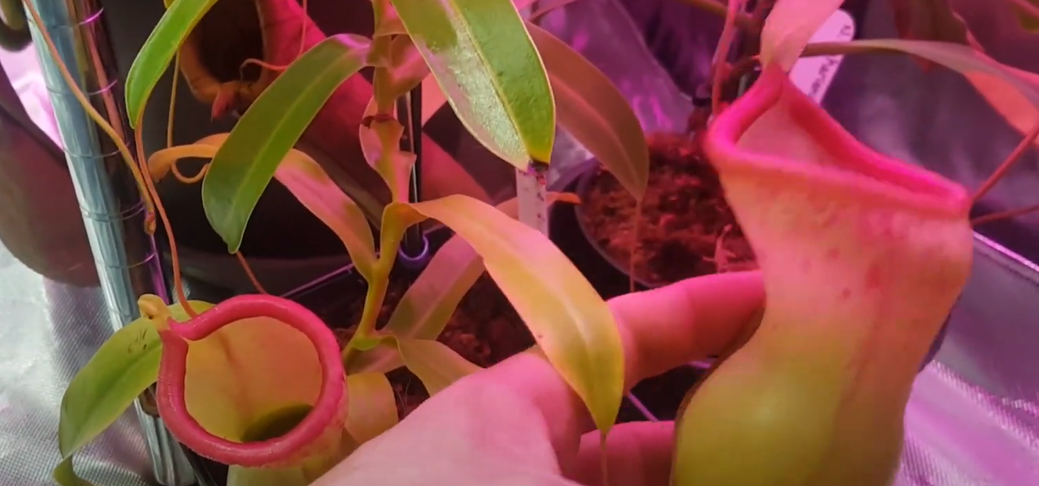 How to Make a Bog Garden for Carnivorous Plants? GardenProfy