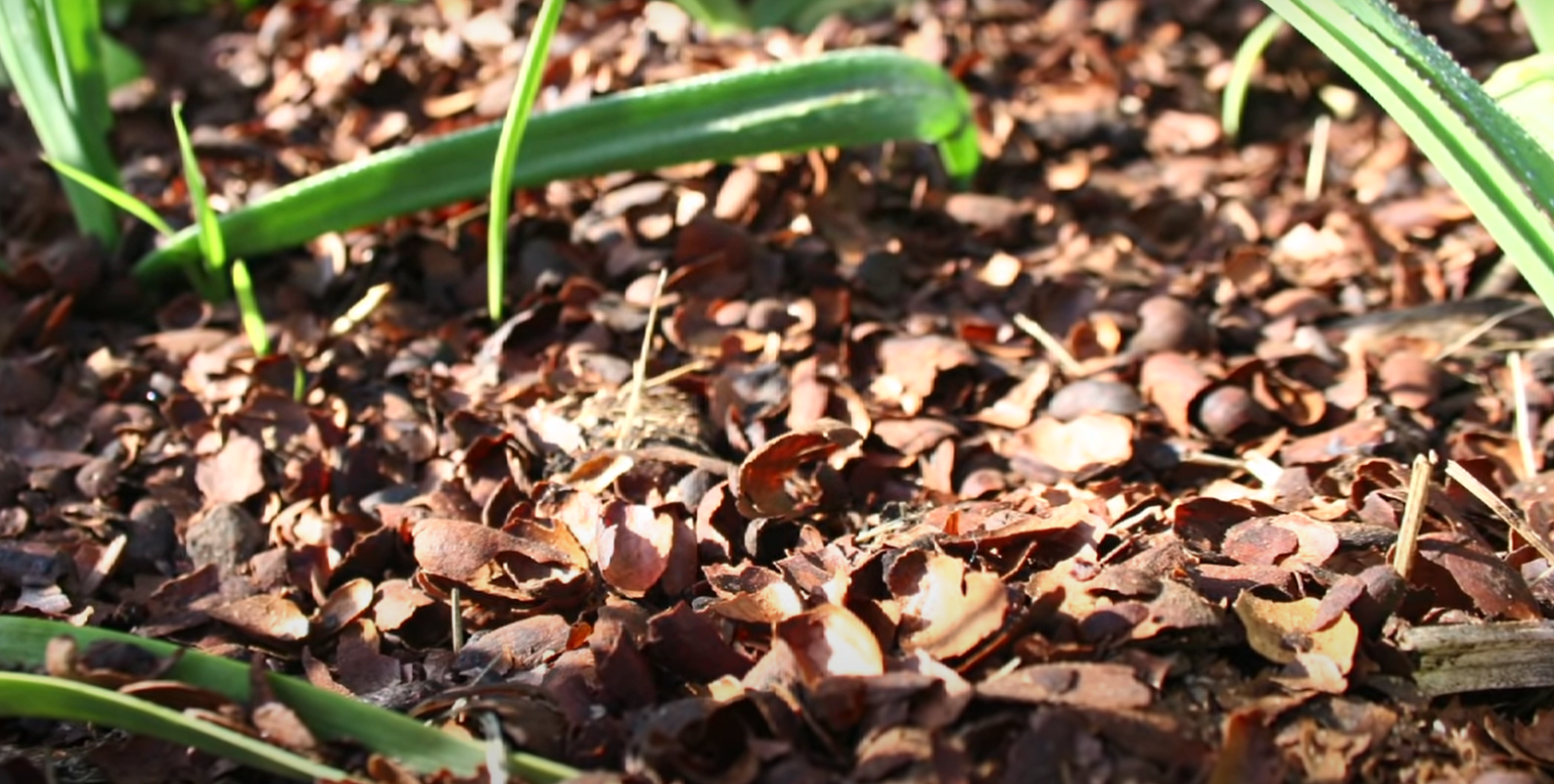 How to Use Preen in Vegetable Garden? GardenProfy