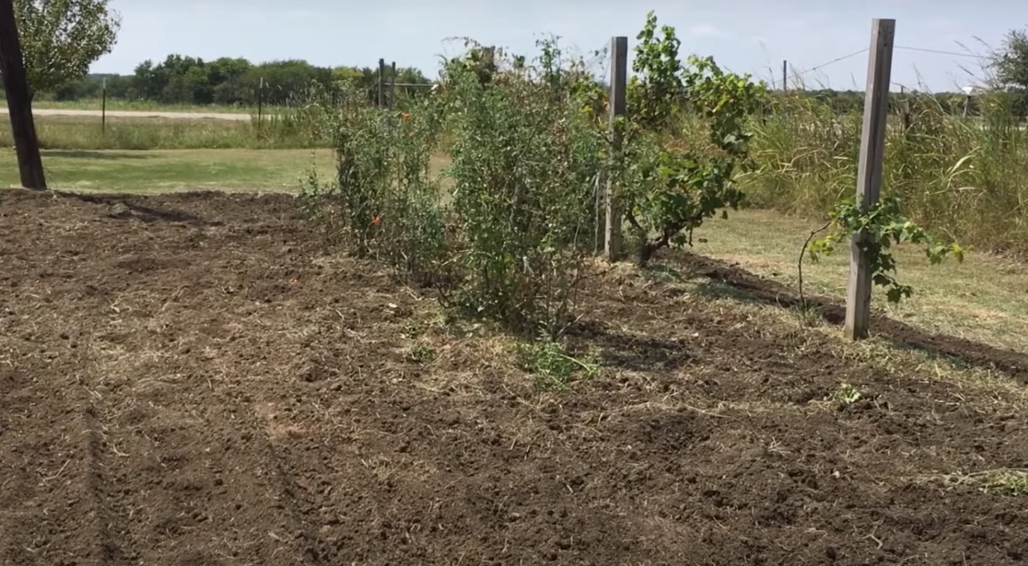 When to Plant a Fall Garden in Texas? GardenProfy