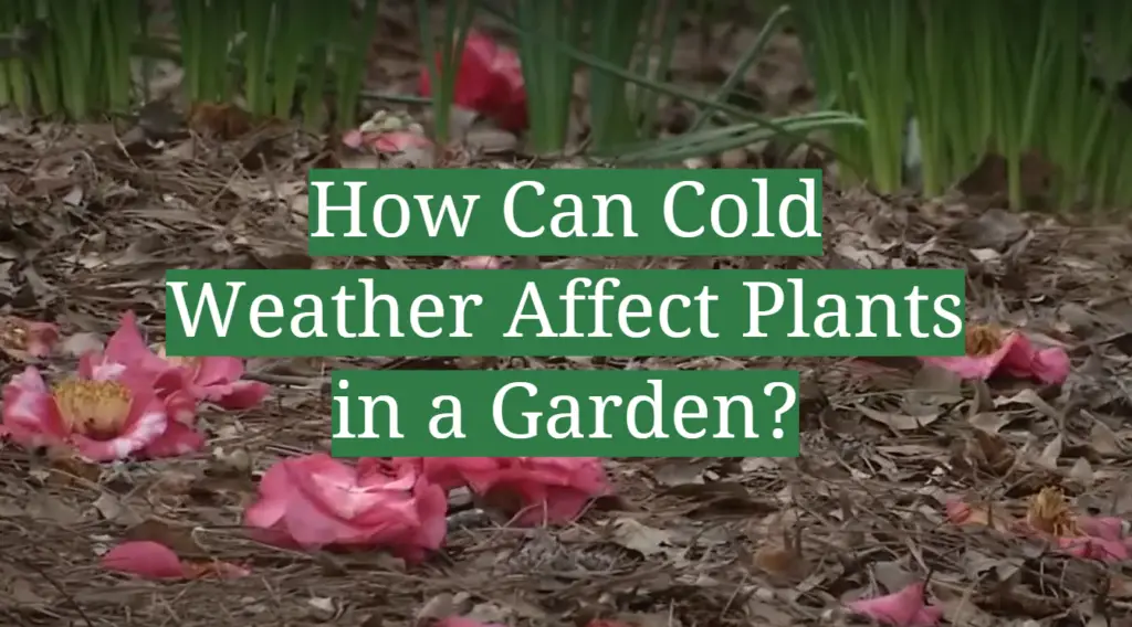 How Can Cold Weather Affect Plants in a Garden? GardenProfy