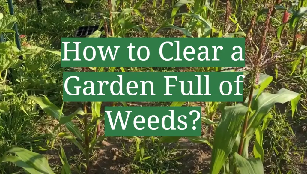 How to Clear a Garden Full of Weeds? GardenProfy