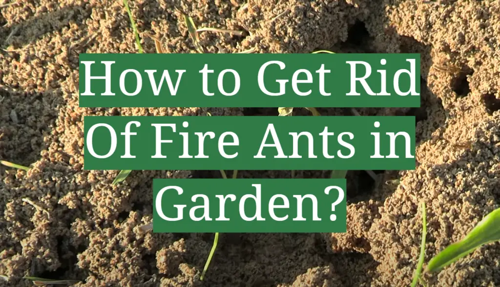 how to get rid of fire ants in your room