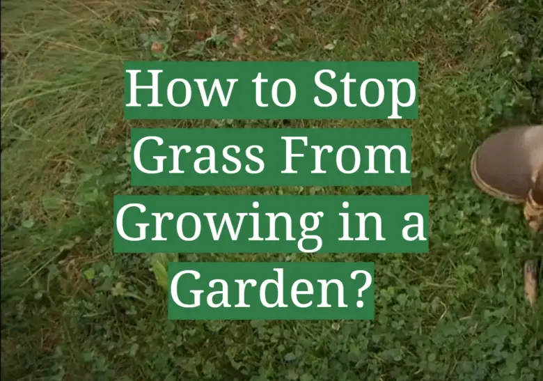 How to Stop Grass From Growing in a Garden? - GardenProfy