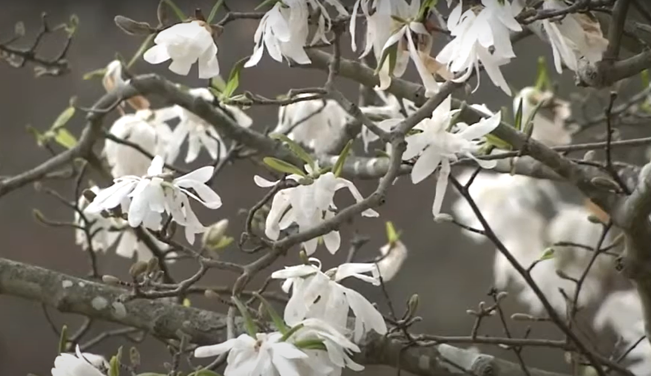 How Can Cold Weather Affect Plants in a Garden? GardenProfy