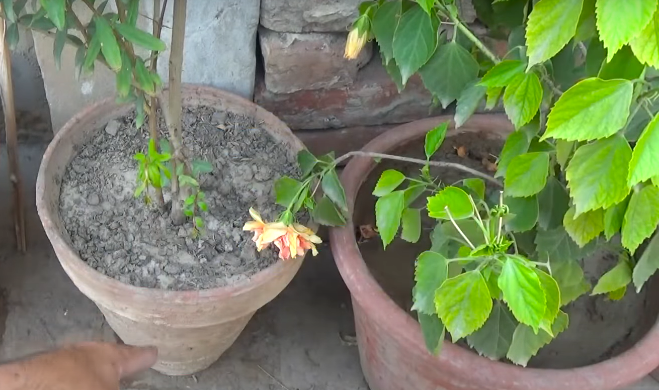 How to Get Rid of Ants in the Garden Without Killing Plants? GardenProfy