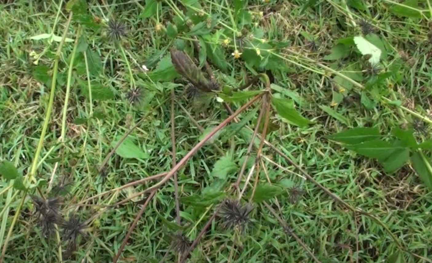 How to Get Rid Of Grass in Vegetable Garden? GardenProfy