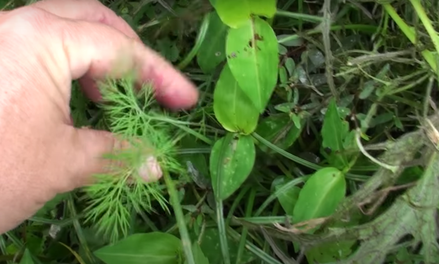 How to Get Rid Of Grass in Vegetable Garden? GardenProfy