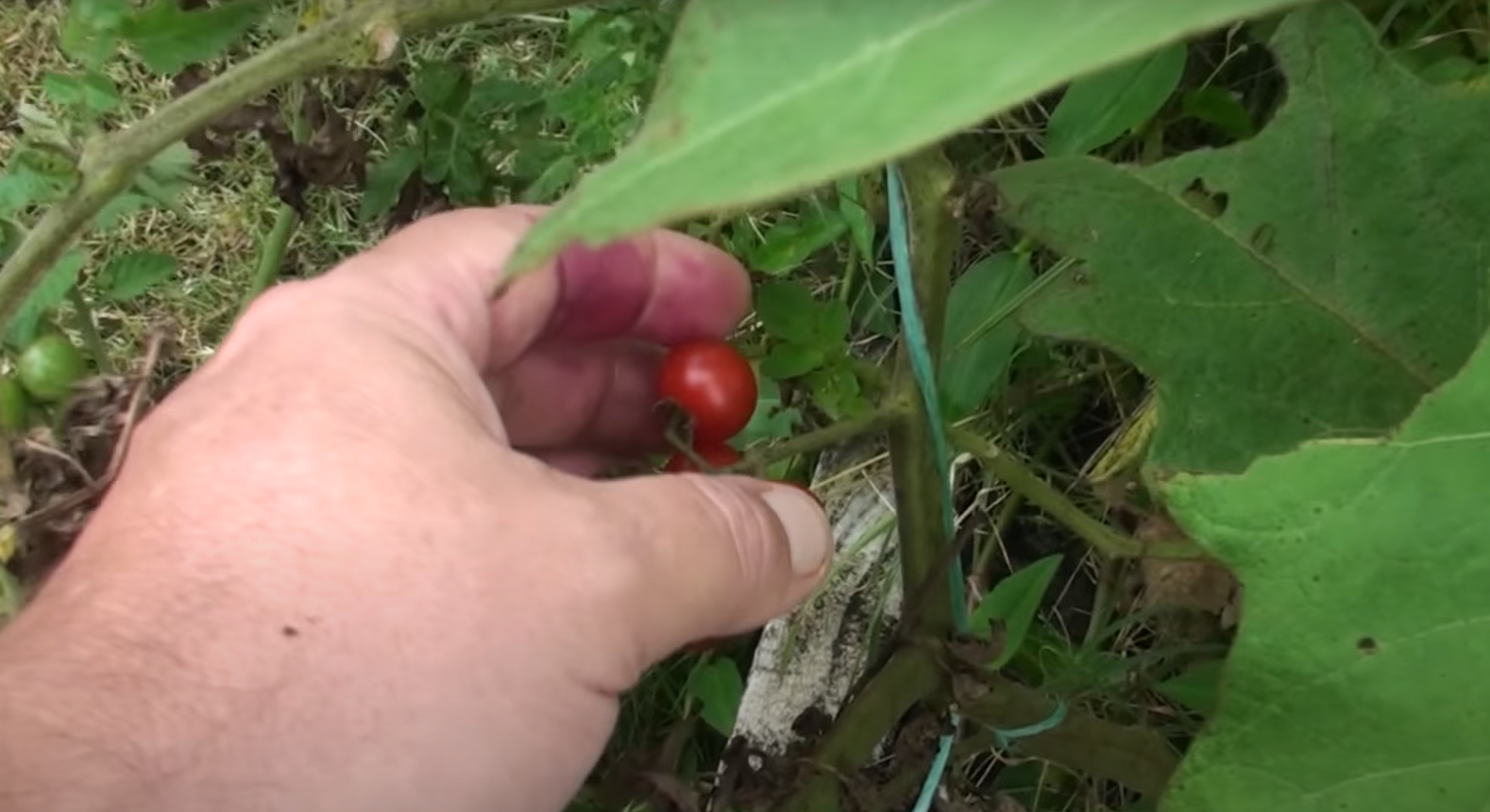 How to Get Rid Of Grass in Vegetable Garden? GardenProfy