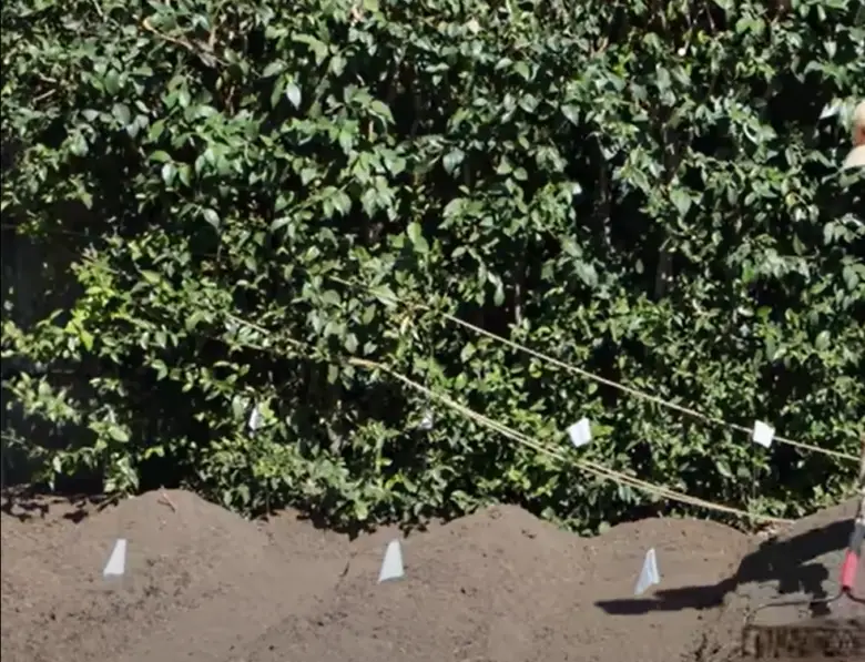 How to Get Rid Of Grass in Vegetable Garden? GardenProfy