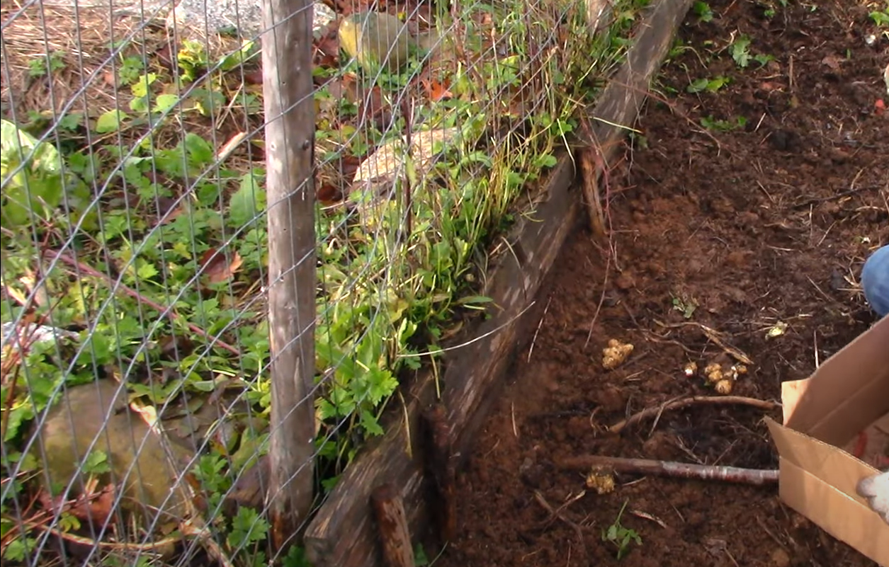 How to Keep Animals Out Of The Garden Without Fence? GardenProfy