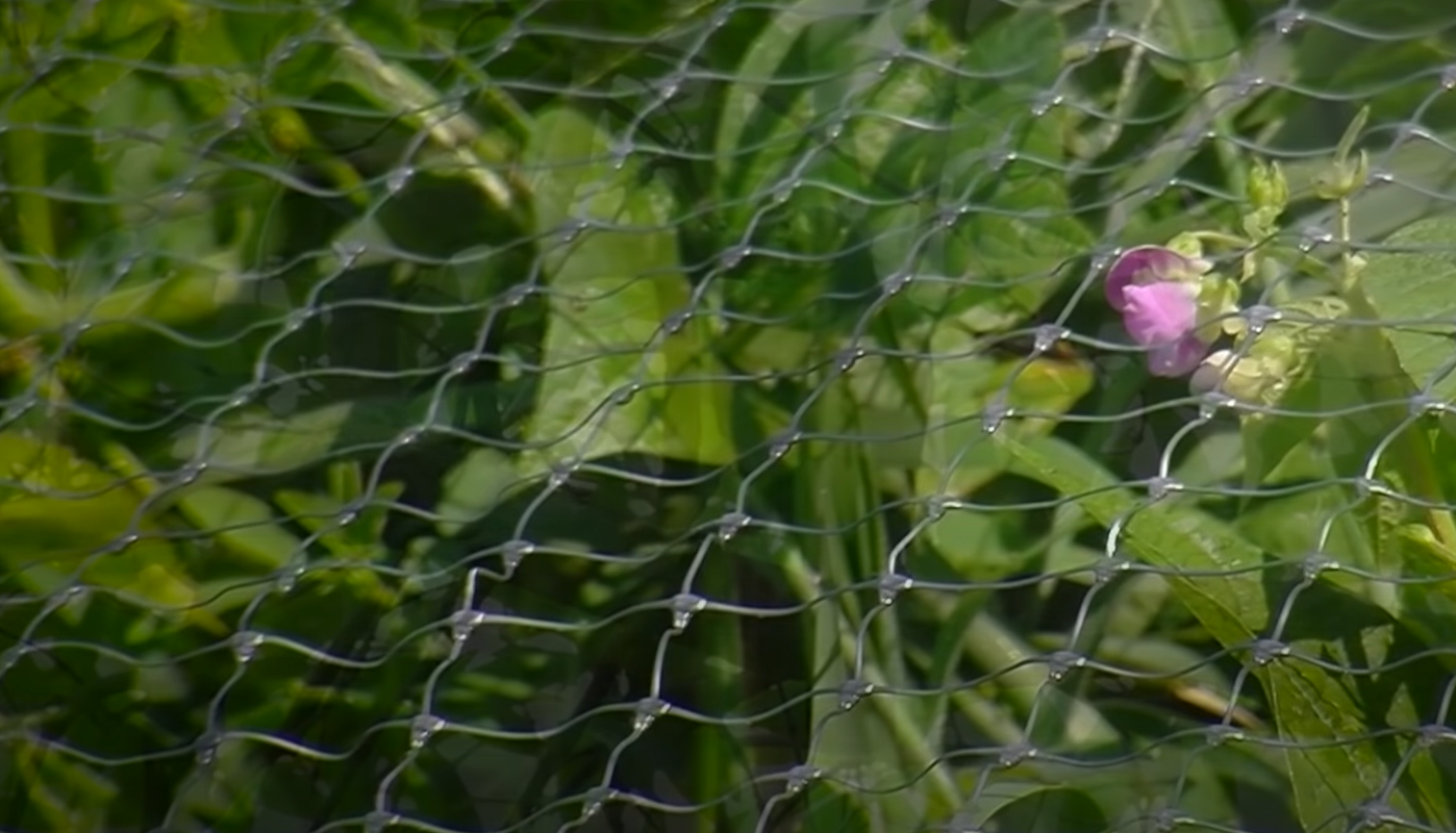 How to Keep Animals Out Of The Garden Without Fence? GardenProfy