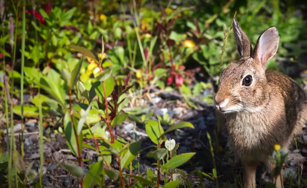 Determine the Type of Critters [2]: