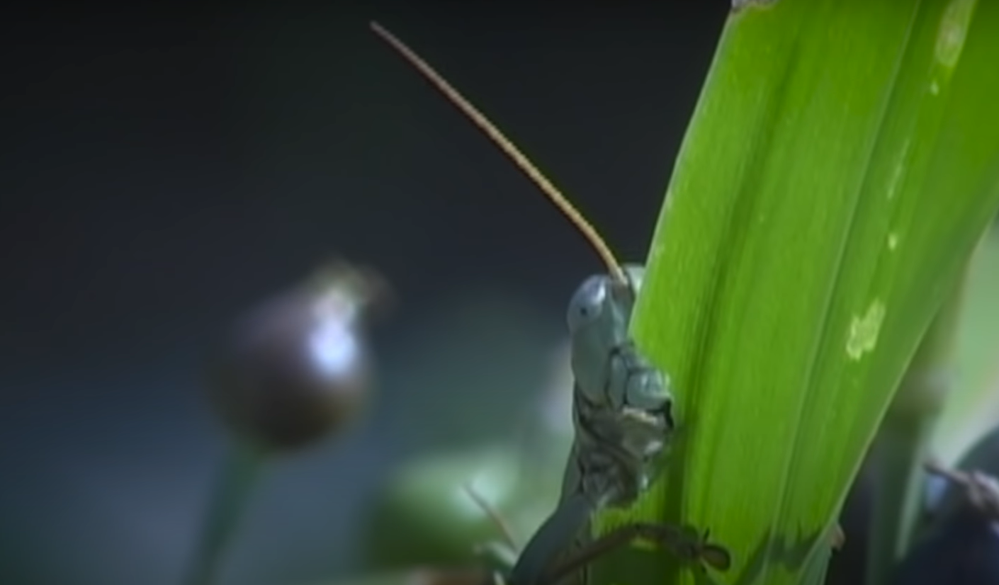 How to Keep Animals Out Of The Garden Without Fence? GardenProfy