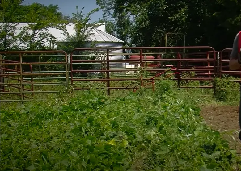 How to Keep Animals Out Of The Garden Without Fence? GardenProfy