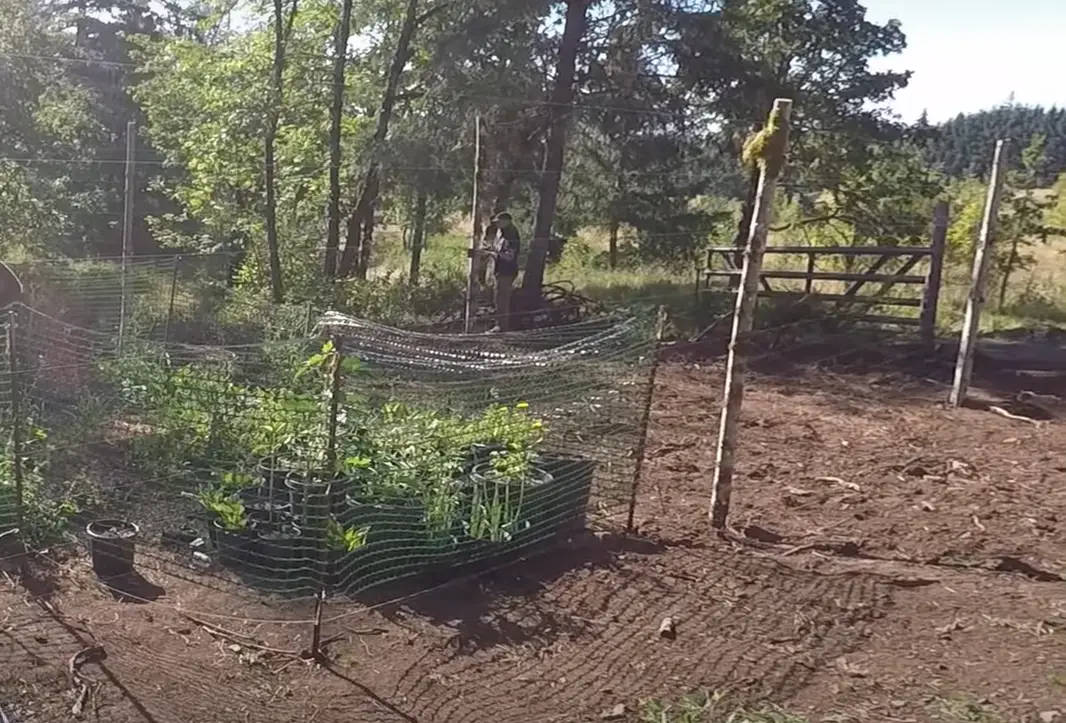 How to Keep Deer Out of Garden Fishing Line? GardenProfy