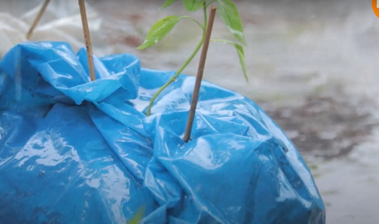 How to Protect Vegetable Garden From Heavy Rain? GardenProfy