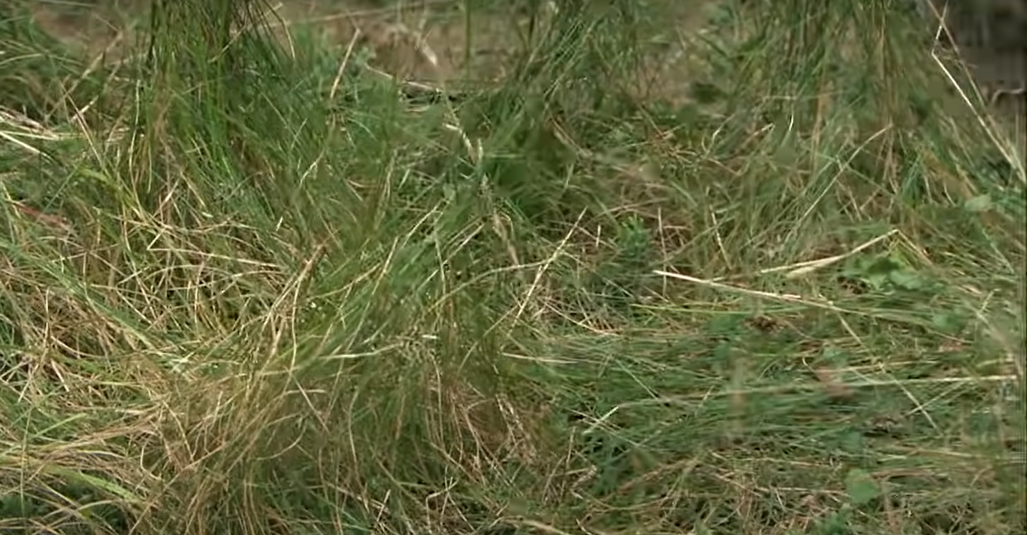 How to Stop Grass From Growing in a Garden? GardenProfy