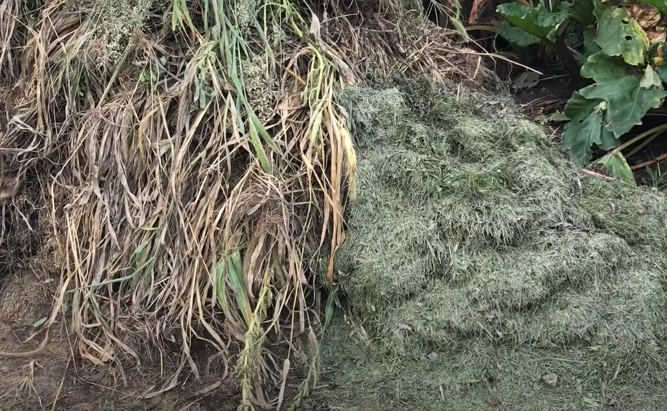 How to Stop Grass From Growing in a Garden? GardenProfy