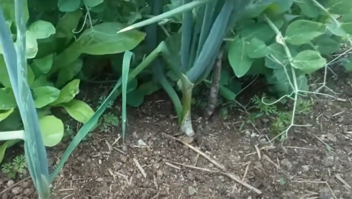 What Does Bolting Mean in Gardening? GardenProfy