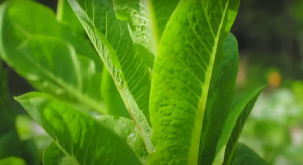 How do you keep Swiss chard from bolting?