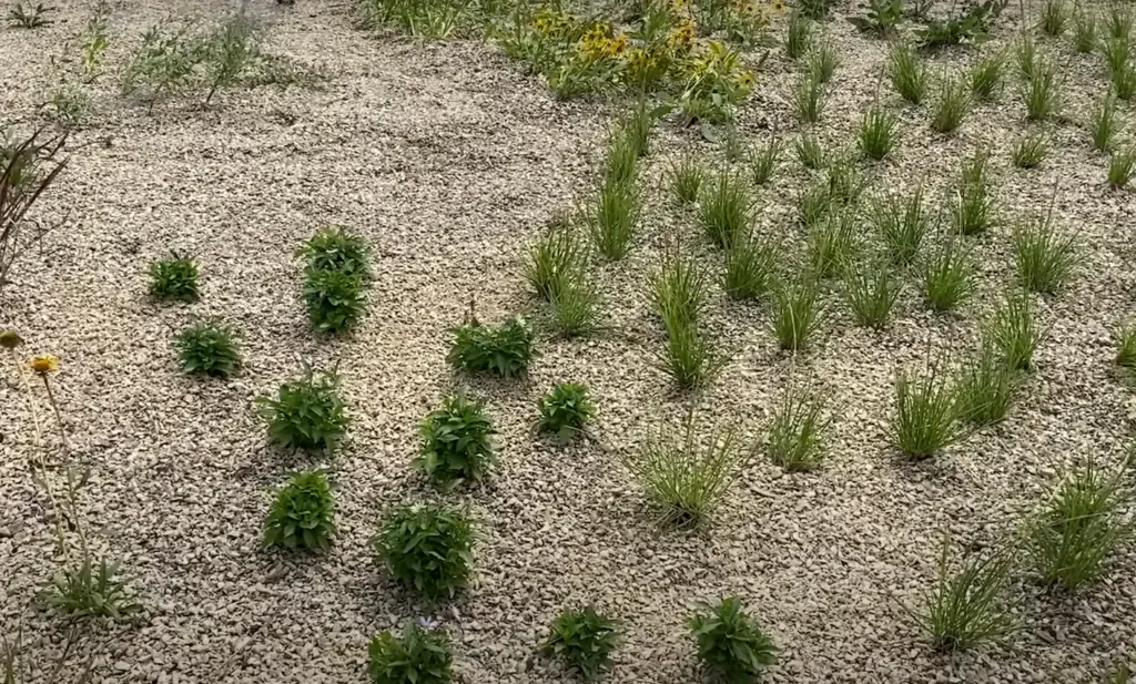 What Is A Gravel Garden?