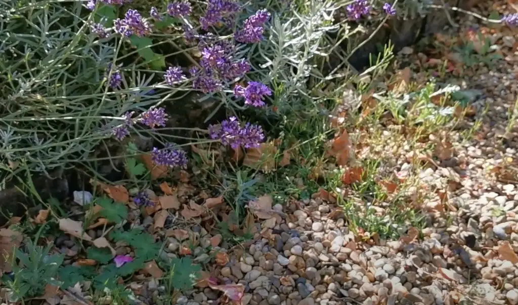 Can plants grow through gravel?