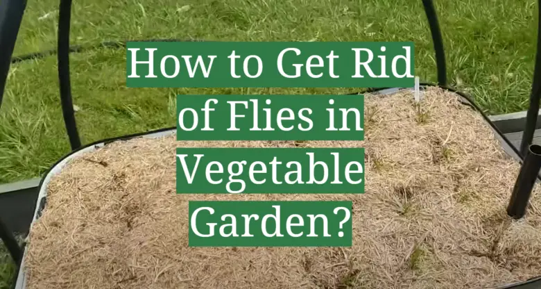 how-to-get-rid-of-flies-in-vegetable-garden-gardenprofy