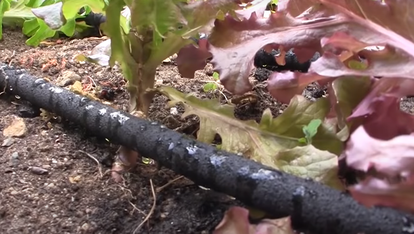 How Long to Water Garden With Soaker Hose? GardenProfy