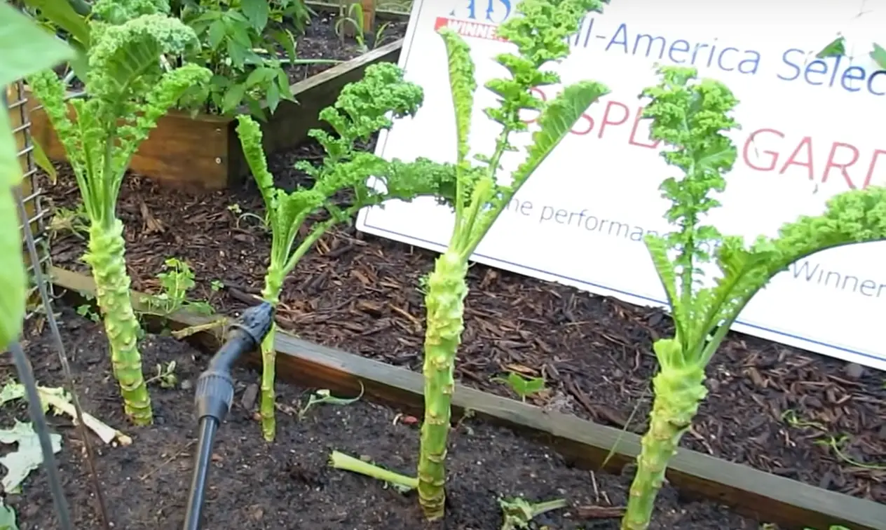 How To Get Rid Of Flies In Vegetable Garden