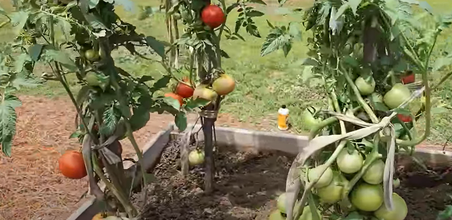 What Animals Eat Tomatoes in Garden? GardenProfy