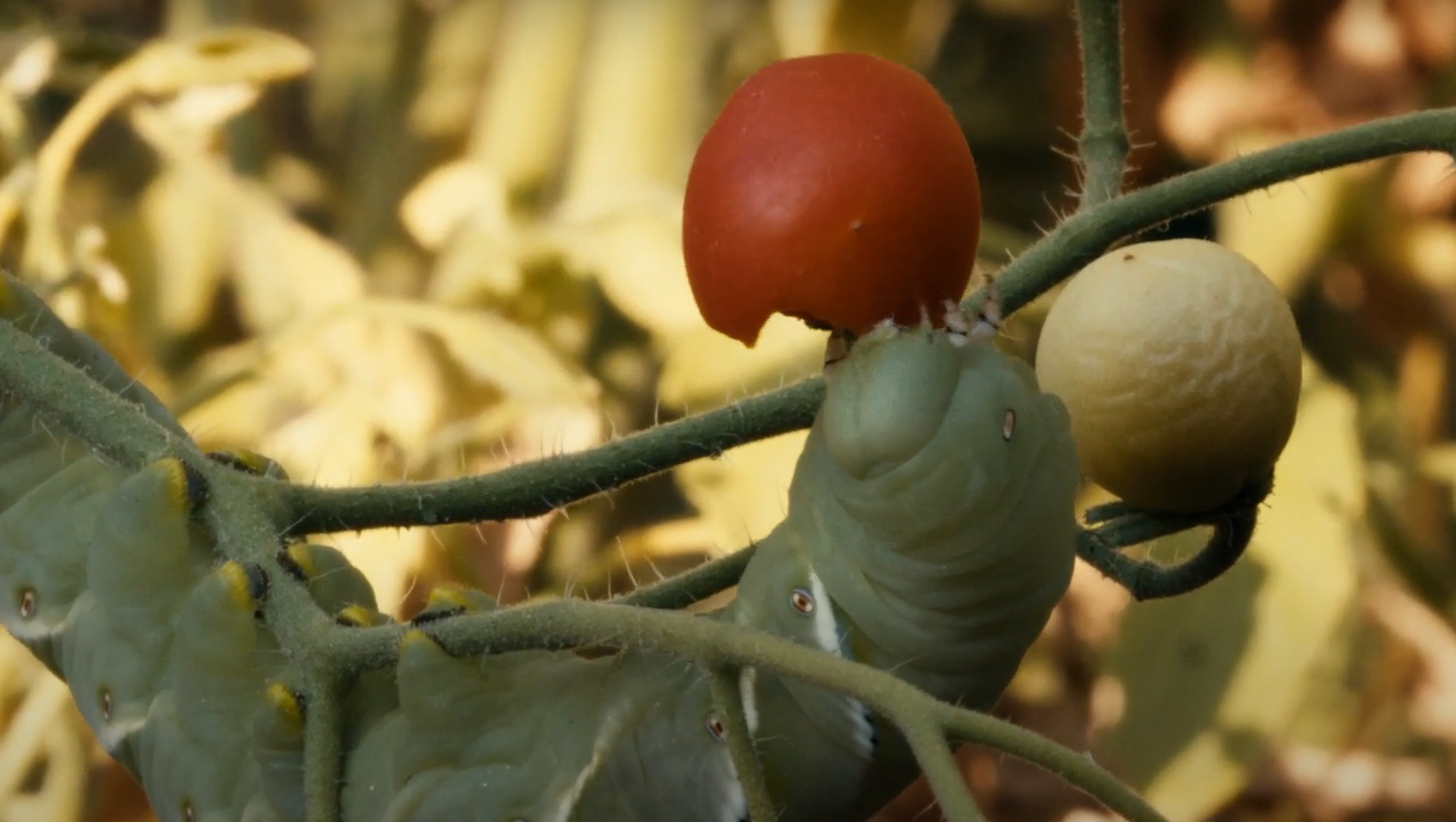 What Animals Eat Tomatoes in Garden? GardenProfy